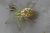 Nigma walckenaeri