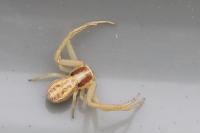 Runcinia grammica