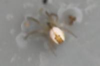 Mangora acalypha