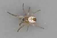 Mangora acalypha