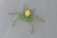 Ebrechtella tricuspidata