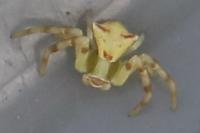 Thomisus onustus