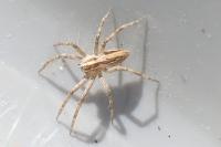 Pisaura mirabilis