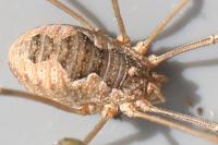 Phalangium opilio