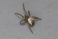 Mangora acalypha