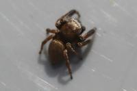 Evarcha arcuata