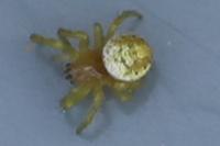 Araniella