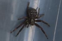 Xysticus