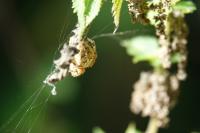 Araneus diadematus