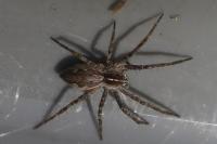 Pisaura mirabilis