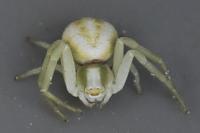 Misumena vatia