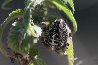 Araneus diadematus
