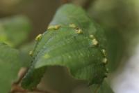 Eriophyes inangulis