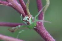 Ebrechtella tricuspidata