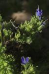 Aceria echii