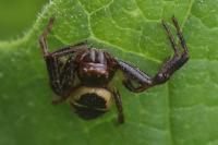 Synema globosum
