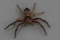 Synema globosum