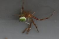 Ebrechtella tricuspidata