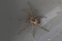 Pisaura mirabilis