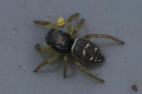 Heliophanus