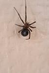 Steatoda grossa