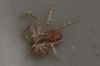 Philodromus dispar