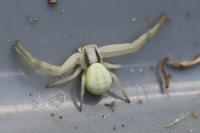 Misumena vatia