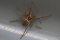 Pisaura mirabilis