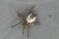 Mangora acalypha