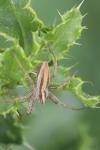 Pisaura mirabilis