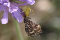 Thomisus onustus
