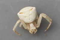 Thomisus onustus