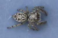 Macaroeris nidicolens