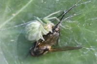 Nigma walckenaeri