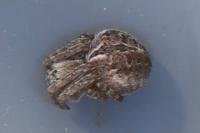 Agalenatea redii