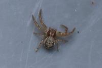 Xysticus