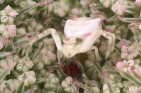 Thomisus onustus