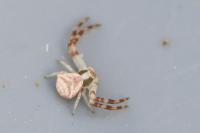 Thomisus onustus