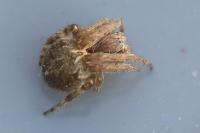 Agalenatea redii