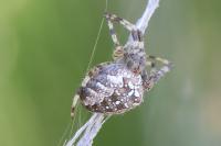 Araneus diadematus