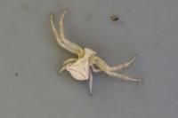 Thomisus onustus