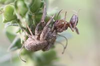 Xysticus