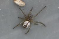 Mangora acalypha