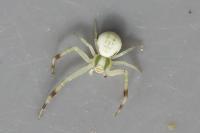Misumena vatia