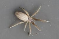 Uloborus walckenaerius