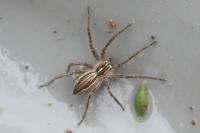 Pisaura mirabilis