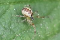 Anelosimus