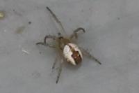 Mangora acalypha