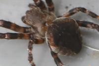 Araneus angulatus