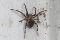Araneus angulatus